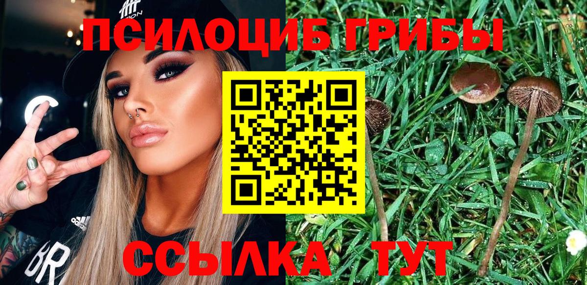 Псилоцибиновые грибы Psilocybe Отрадное